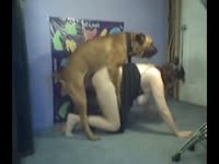 White Wife Fucking Old English Mastiff